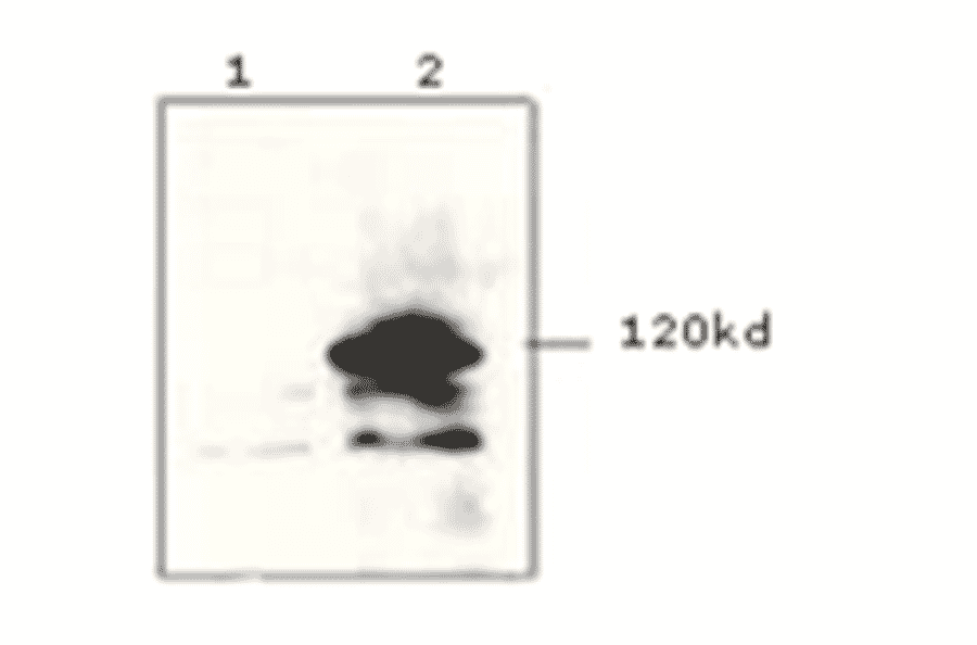 Western Blot - Anti-V5 Tag Antibody (MO-H40007A) - Antibodies.com