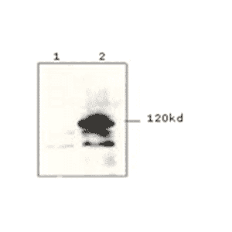 Western Blot - Anti-V5 Tag Antibody (MO-H40007A) - Antibodies.com