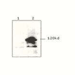 Western Blot - Anti-V5 Tag Antibody (MO-H40007A) - Antibodies.com