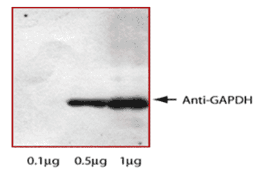 Western Blot - Anti-GAPDH Antibody (MO-H40002A) - Antibodies.com