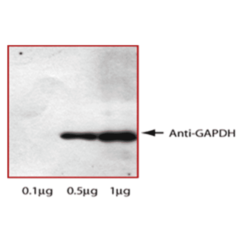 Western Blot - Anti-GAPDH Antibody (MO-H40002A) - Antibodies.com