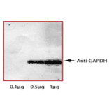 Western Blot - Anti-GAPDH Antibody (MO-H40002A) - Antibodies.com