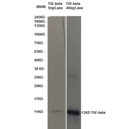 Western Blot - Anti-TGF beta Antibody (MO-C40009D) - Antibodies.com
