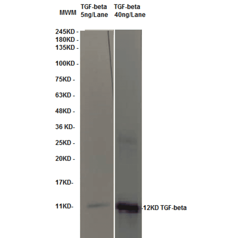 Western Blot - Anti-TGF beta Antibody (MO-C40009D) - Antibodies.com