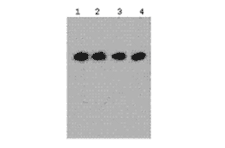 Western Blot - Anti-DYKDDDDK Tag Antibody (MO-H40001A) - Antibodies.com