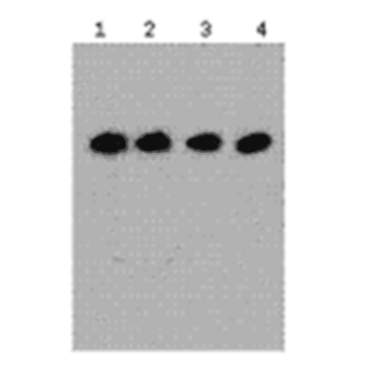 Western Blot - Anti-DYKDDDDK Tag Antibody (MO-H40001A) - Antibodies.com