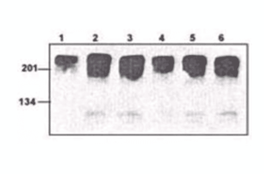 Western Blot - Anti-Myc Tag Antibody (MO-H40006A) - Antibodies.com