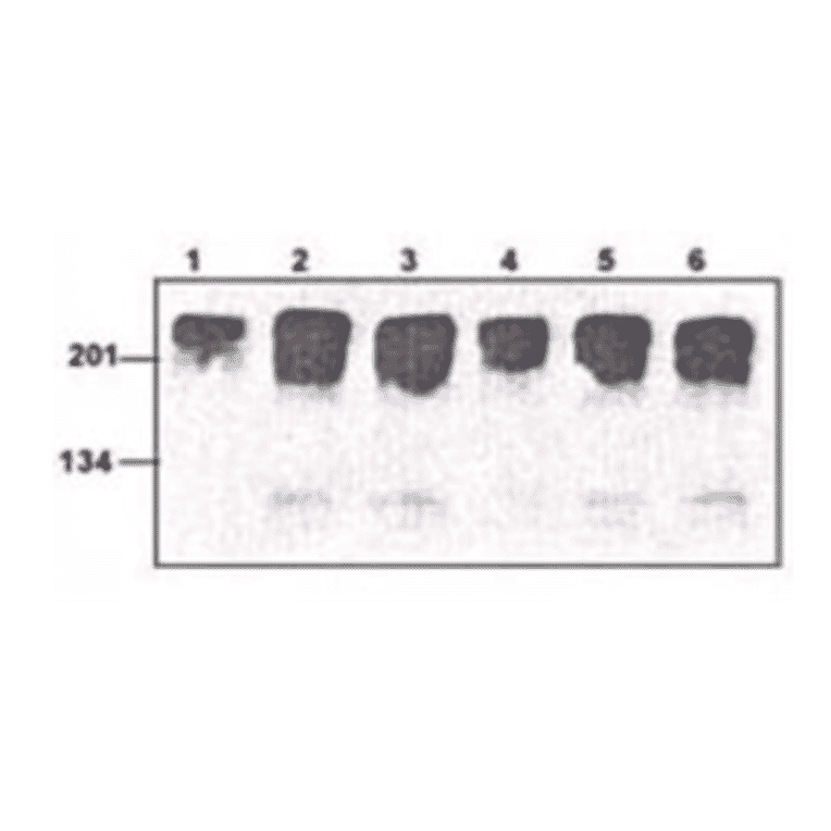 Western Blot - Anti-Myc Tag Antibody (MO-H40006A) - Antibodies.com