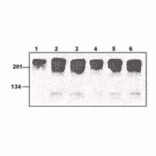 Western Blot - Anti-Myc Tag Antibody (MO-H40006A) - Antibodies.com