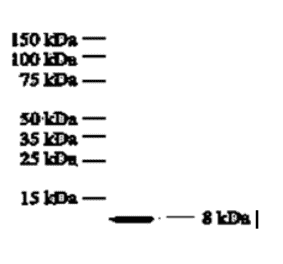 Western Blot - Anti-IL8 Antibody (MO-C40017F) - Antibodies.com