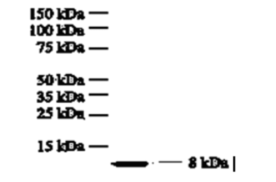 Western Blot - Anti-IL8 Antibody (MO-C40017F) - Antibodies.com