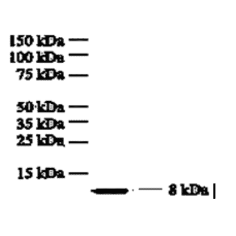 Western Blot - Anti-IL8 Antibody (MO-C40017F) - Antibodies.com