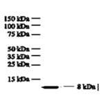 Western Blot - Anti-IL8 Antibody (MO-C40017F) - Antibodies.com