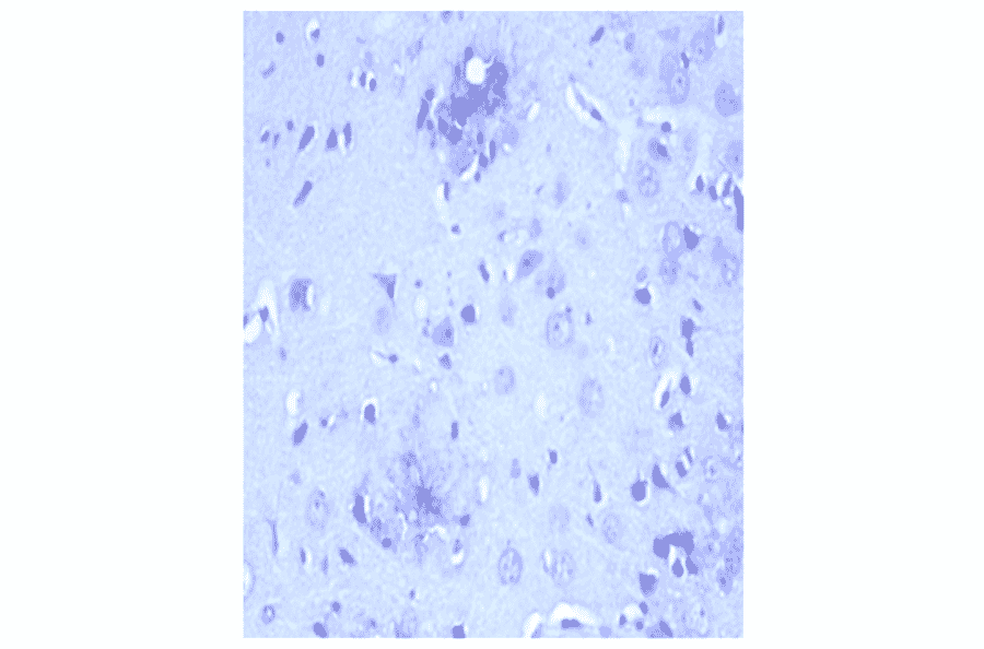 Western Blot - Anti-beta Amyloid Peptide 42 Antibody (MO-M40094E) - Antibodies.com