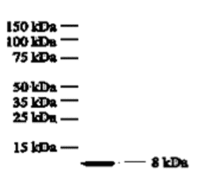 Western Blot - Anti-IL8 Antibody (MO-C40017D) - Antibodies.com