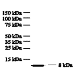 Western Blot - Anti-IL8 Antibody (MO-C40017D) - Antibodies.com