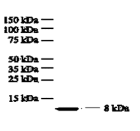 Western Blot - Anti-IL8 Antibody (MO-C40017E) - Antibodies.com