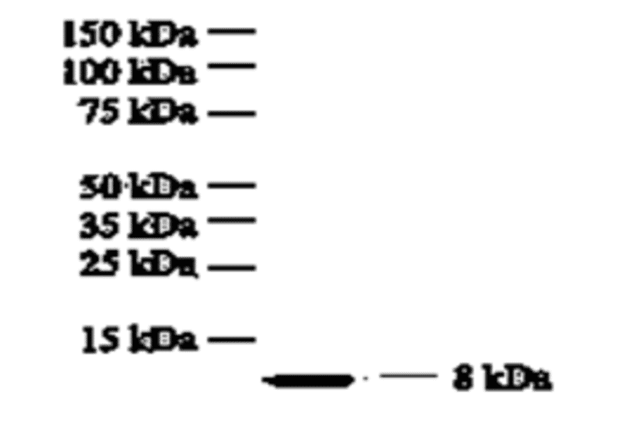 Western Blot - Anti-IL8 Antibody (MO-C40017E) - Antibodies.com