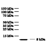 Western Blot - Anti-IL8 Antibody (MO-C40017E) - Antibodies.com