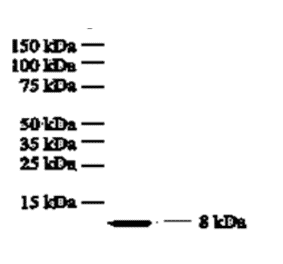 Western Blot - Anti-IL8 Antibody (MO-C40017G) - Antibodies.com