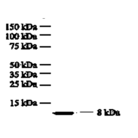 Western Blot - Anti-IL8 Antibody (MO-C40017G) - Antibodies.com