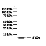 Western Blot - Anti-IL8 Antibody (MO-C40017G) - Antibodies.com