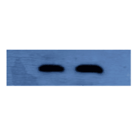 Western Blot - Anti-Factor X Antibody (MO-M40039) - Antibodies.com