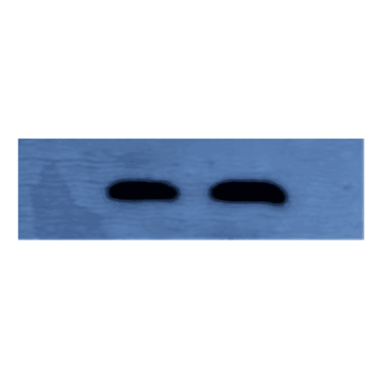 Western Blot - Anti-Factor X Antibody (MO-M40039) - Antibodies.com