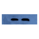 Western Blot - Anti-Factor X Antibody (MO-M40039) - Antibodies.com