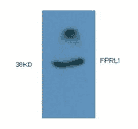 Western Blot - Anti-FPRL1 Antibody (MO-P40006A) - Antibodies.com
