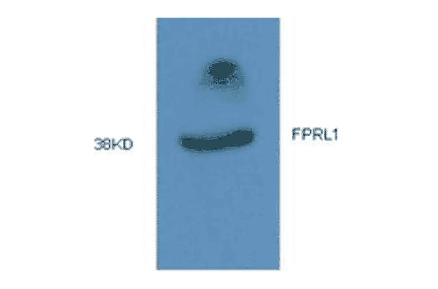 Western Blot - Anti-FPRL1 Antibody (MO-P40006A) - Antibodies.com