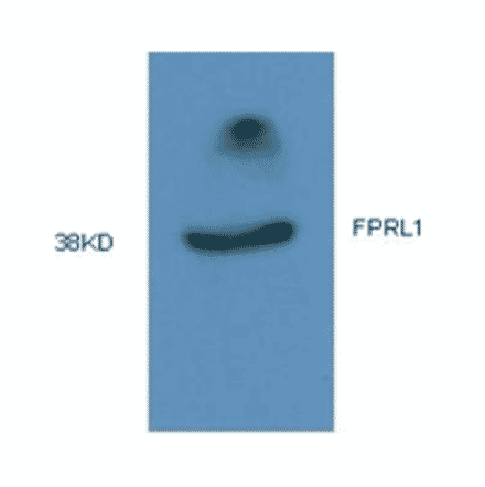 Western Blot - Anti-FPRL1 Antibody (MO-P40006A) - Antibodies.com