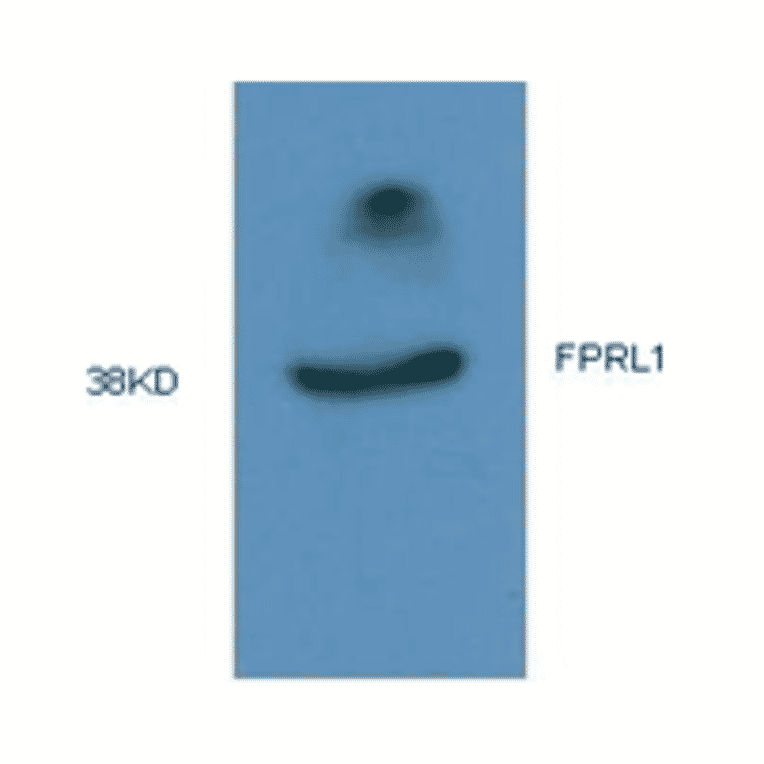 Western Blot - Anti-FPRL1 Antibody (MO-P40006A) - Antibodies.com