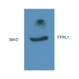 Western Blot - Anti-FPRL1 Antibody (MO-P40006A) - Antibodies.com