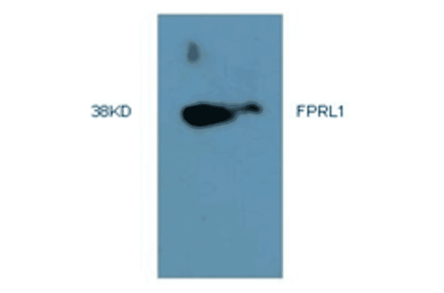 Western Blot - Anti-FPRL1 Antibody (MO-P40006B) - Antibodies.com