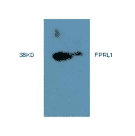 Western Blot - Anti-FPRL1 Antibody (MO-P40006B) - Antibodies.com