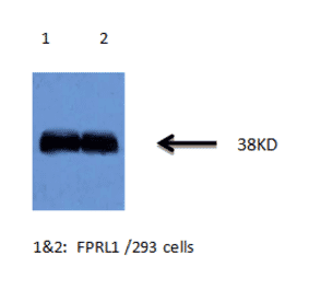 Western Blot - Anti-FPRL1 Antibody (MO-P40007A) - Antibodies.com