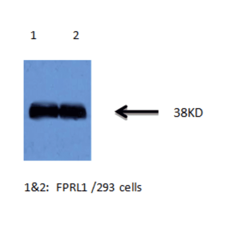 Western Blot - Anti-FPRL1 Antibody (MO-P40007A) - Antibodies.com