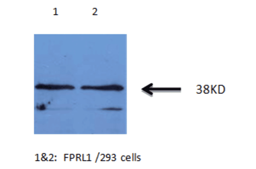 Western Blot - Anti-FPRL1 Antibody (MO-P40007B) - Antibodies.com