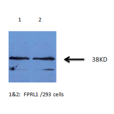 Western Blot - Anti-FPRL1 Antibody (MO-P40007B) - Antibodies.com