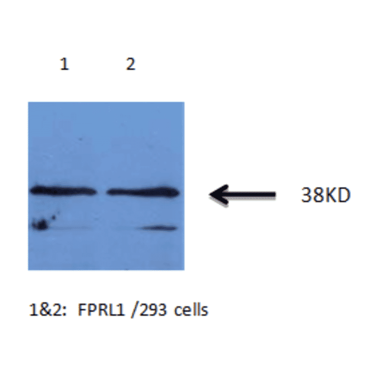 Western Blot - Anti-FPRL1 Antibody (MO-P40007B) - Antibodies.com