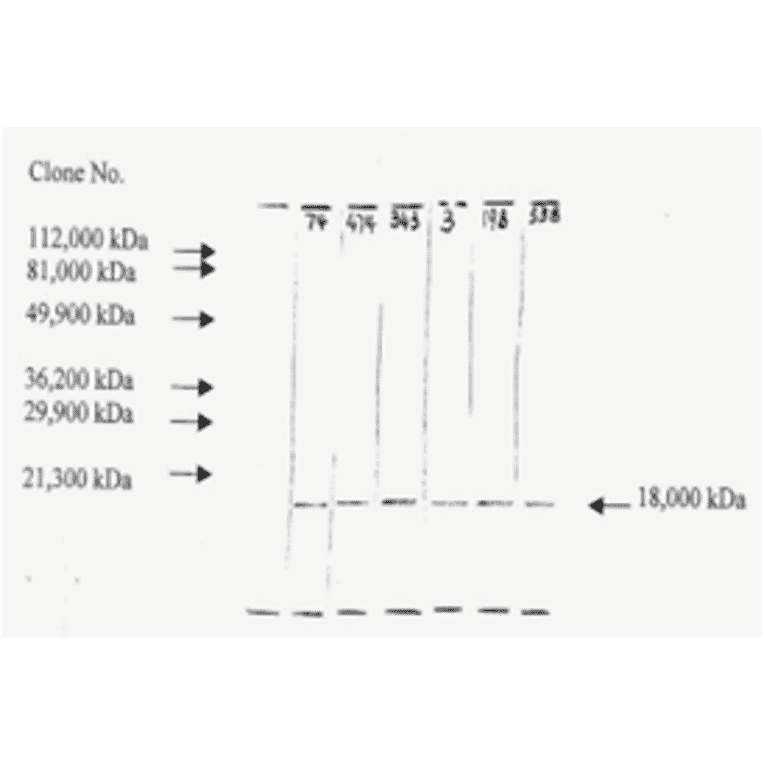 Western Blot - Anti-bFGF Antibody (MO-C40046H) - Antibodies.com