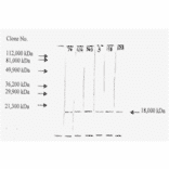 Western Blot - Anti-bFGF Antibody (MO-C40046H) - Antibodies.com