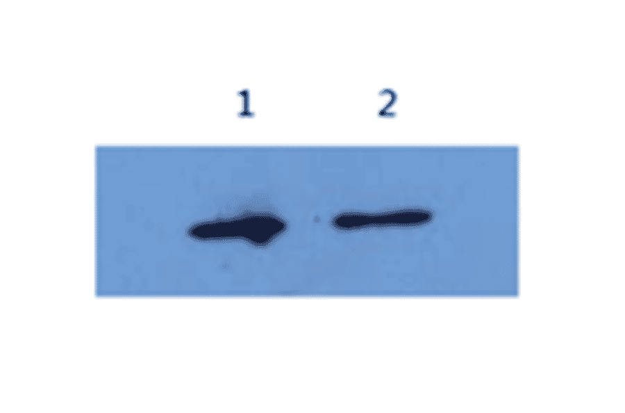 Western Blot - Anti-Alpha-Synuclein Antibody (MO-M40097A) - Antibodies.com