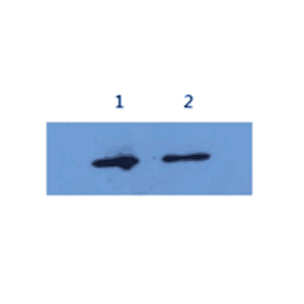 Western Blot - Anti-Alpha-Synuclein Antibody (MO-M40097A) - Antibodies.com