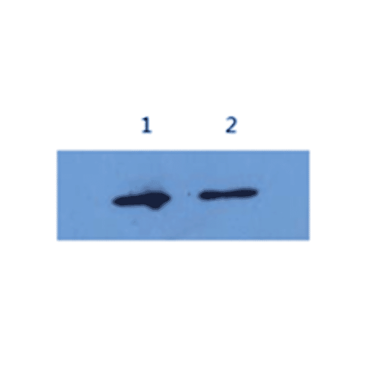 Western Blot - Anti-Alpha-Synuclein Antibody (MO-M40097A) - Antibodies.com