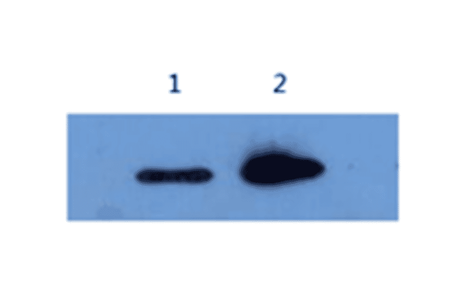 Western Blot - Anti-Alpha-Synuclein Antibody (MO-M40097E) - Antibodies.com