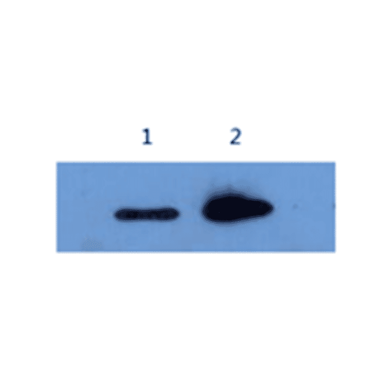 Western Blot - Anti-Alpha-Synuclein Antibody (MO-M40097E) - Antibodies.com