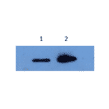 Western Blot - Anti-Alpha-Synuclein Antibody (MO-M40097E) - Antibodies.com