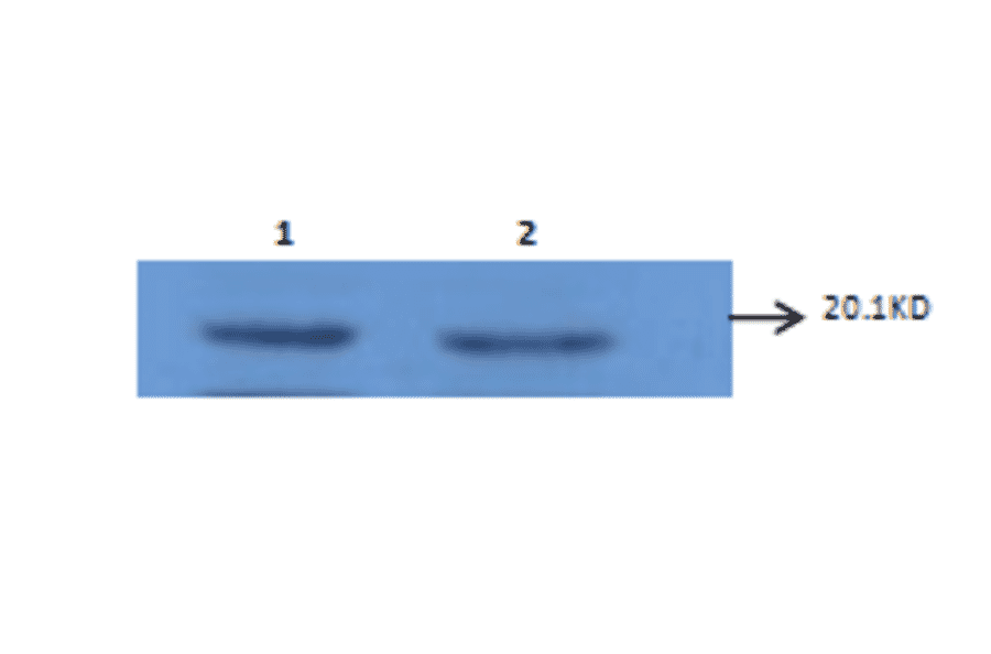 Western Blot - Anti-IL6 Antibody (MO-C40091D) - Antibodies.com